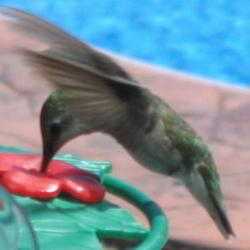 Wine Bottle Hummingbird Feeder Dave S Garden