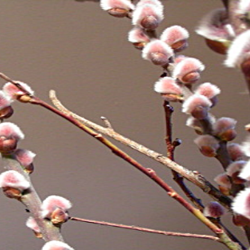 pink pussy willow buds