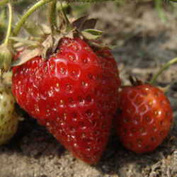 Strawberry Mold (Botrytis Cinerea): It is totally gross and we