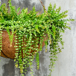 Hanging Planter in front of concrete wall