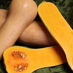butternut squash