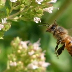 bee hovering near flowers