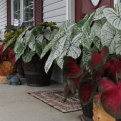 front porch with coleus and caladiums