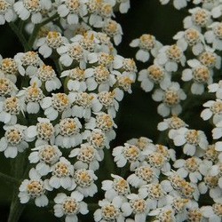white yarrow in full bloom