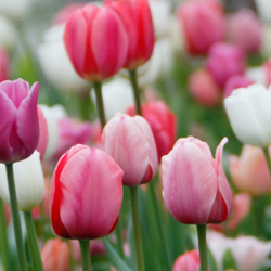 Colorful spring tulips