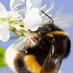 Bee Clinging to Flower