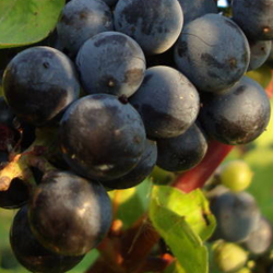 ripe grapes on the vine