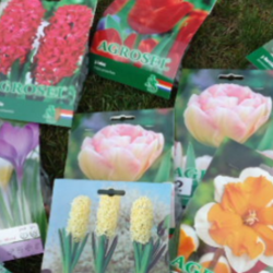 Packages of various spring bulbs