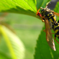 Wasp on green plant