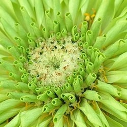 Zinnia with green petals