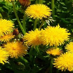 Dandelions blooming