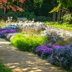 Colorful Garden Path Lined with Blue and Purple Blooms