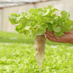 Hydroponic plant with its roots exposed