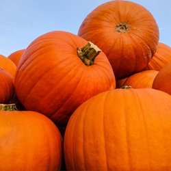 pile of orange pumpkins