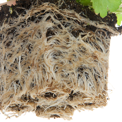 Root System Bound Around Plant Removed from Container