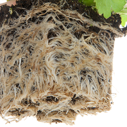 Root System Bound Around Plant Removed from Container