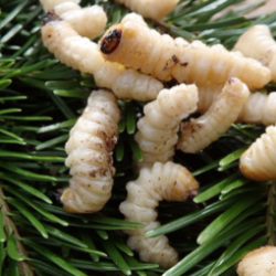 pine tree beetle larvae