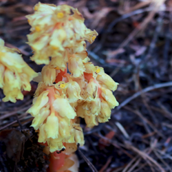 Three Pinesap Clusters