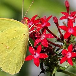 Yellow butterfly on red pentas