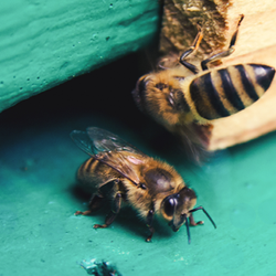 Bees Entering Wood Hive