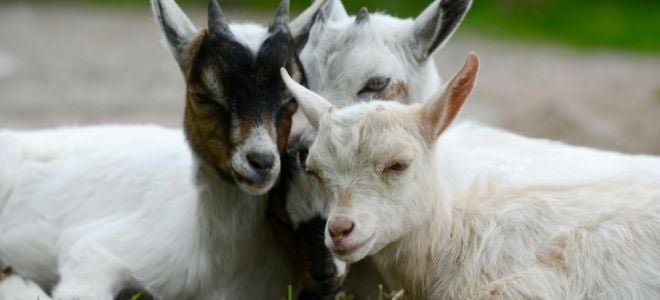 baby goats. 