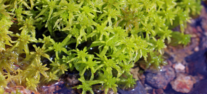 sphagnum moss growing near water