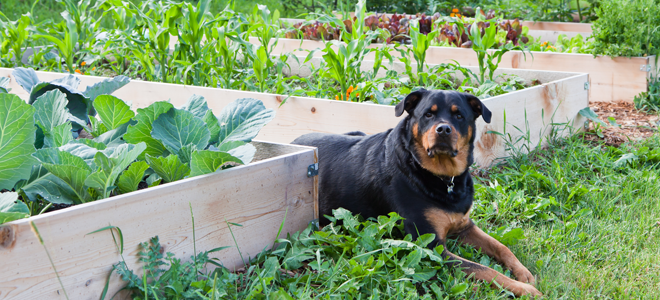 dog laying next to garden beds