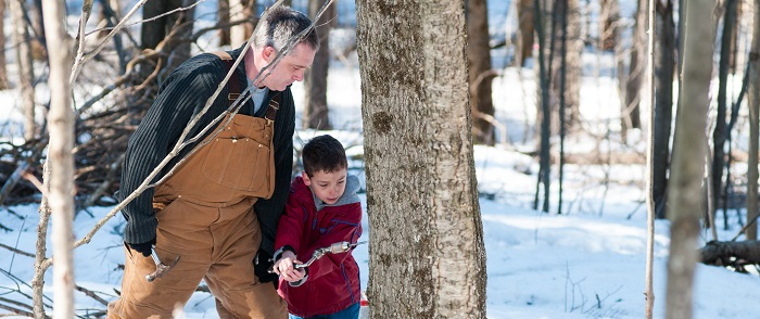 man and boy tapping tree for maple syrup