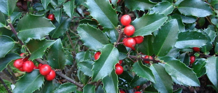 Red Berries Brighten Fall Landscapes - Long after the showy leaves