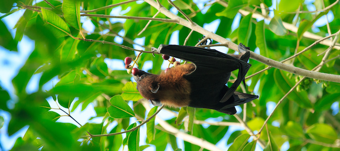 Bat eating fruit in a tree.