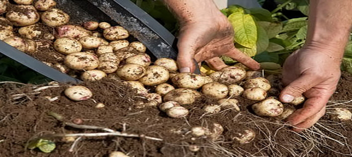 Linn Acres Farm: The Harvest: Sweet Potatoes in Grow Bags