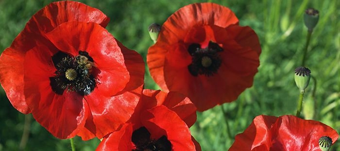 World War I's Field Poppies and What They Became - Dave's Garden