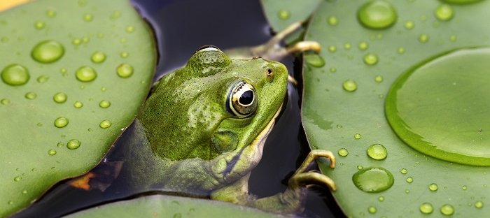 Encouraging Frogs To Live In Your, Where Can I Get Frogs For My Garden