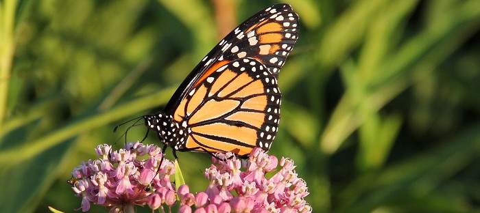Swamp Milkweed is a Weed With a Purpose - Dave's Garden