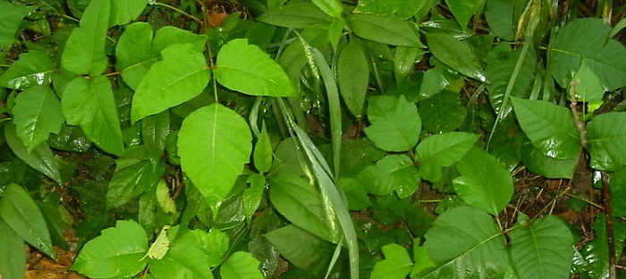 Patch of poison ivy