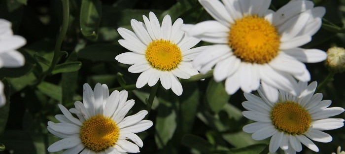 Of daisies pics Types of