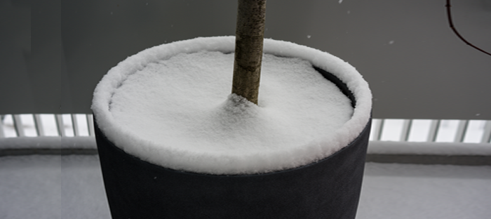 Potted Plant with soil surface covered in snow