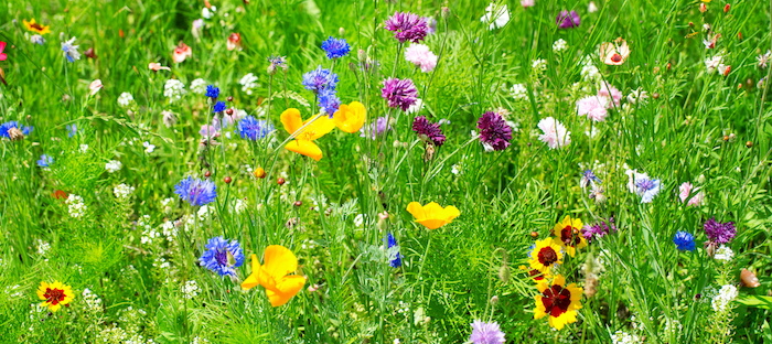 Download Summer Wildflowers From Fall Sowing Dave S Garden