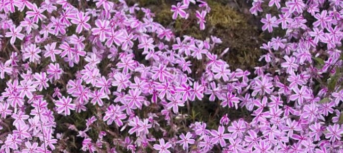 Wondering What The 2024 Plant Of The Year Will Be And The Winner Is   Phlox 714695 