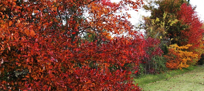 Autumn leaf colors