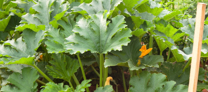 Companion Planting with Squash - Dave's Garden