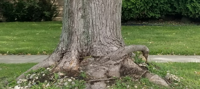 Safely Landscaping Around Trees, Is It Okay To Put Rocks Around Trees