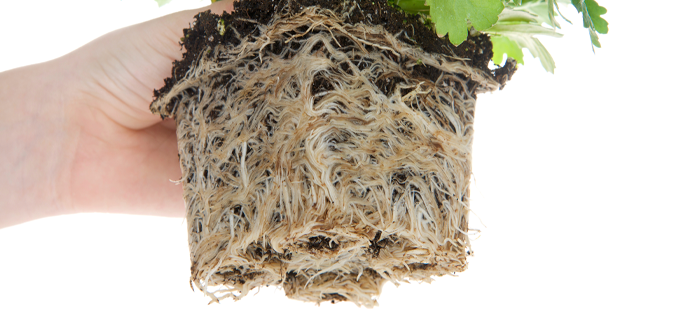 Designed to loosen up bound roots for transplanting and repotting