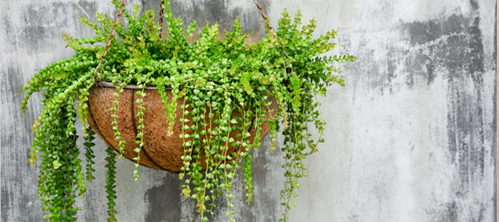 Hanging Planter in front of concrete wall