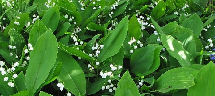 Image of Hostas and lily of the valley