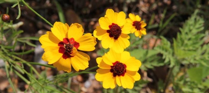 Coreopsis tinctoria; History, Folklore and Uses - Dave's Garden