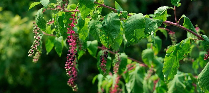 poke plant with purple berries