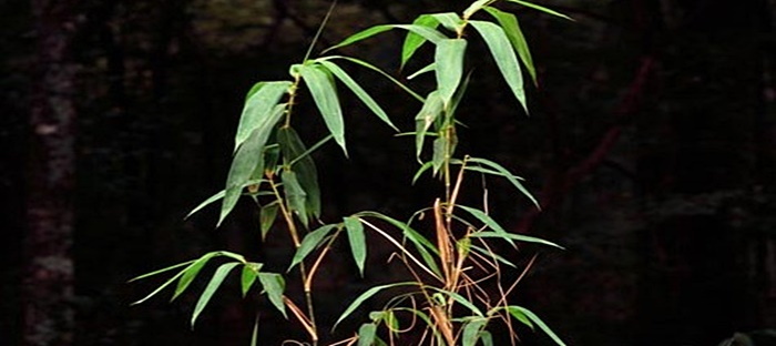 American native deals bamboo