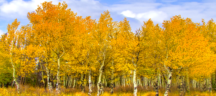 Trees with the Best Fall Colors - Dave's Garden