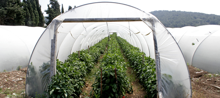 Tunneling View of Hoop House